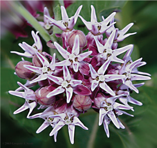 Showy Milkweed (Asclepias speciosa)