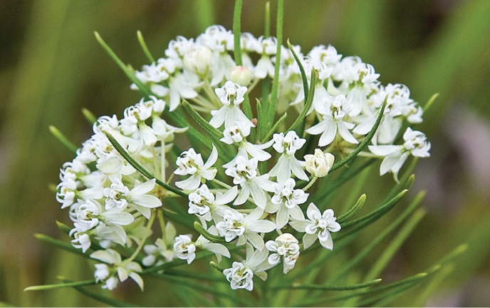 Whorled Milkweed (Asclepias verticillata)