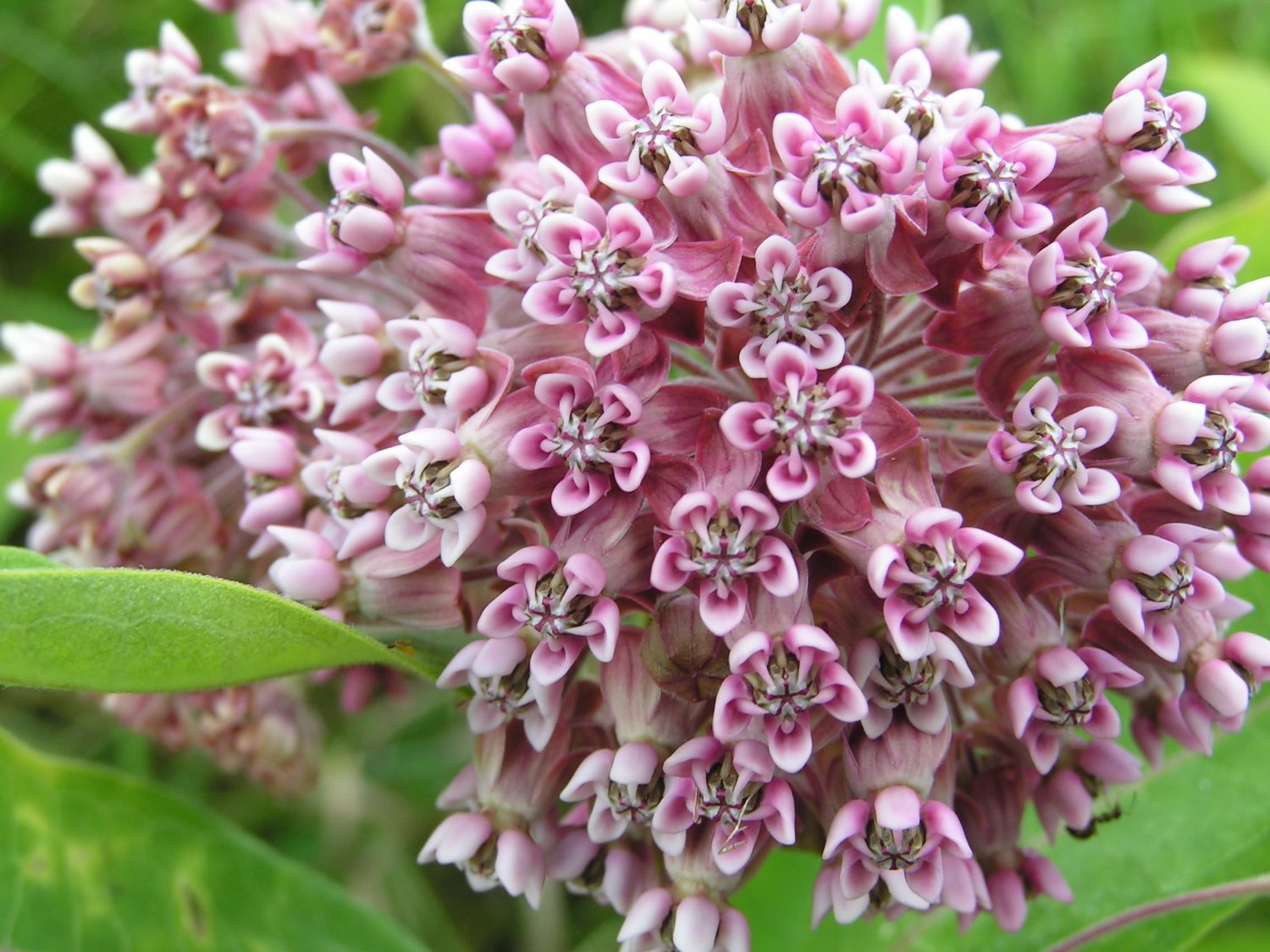 Common Milkweed (Asclepias syriaca)