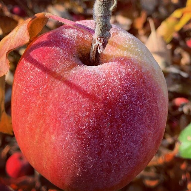 We are so thankful to you all for such a wonderful apple season this year! The season is finishing up and we are open for this final weekend but will be self-serve. So make sure to come prepared with exact change. 
We still have five varieties to cho