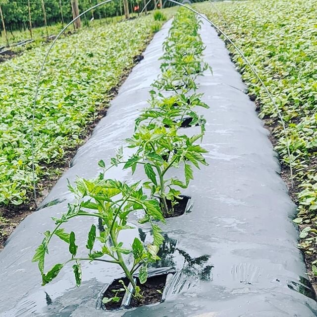 2020 Season is almost here! We have doubled our tomatoes and pumpkins for this year and have our first harvest from our new Fuji trees coming as well! 
We cannot wait to have you all back out for the u-pick season. We will have the usual apples, toma