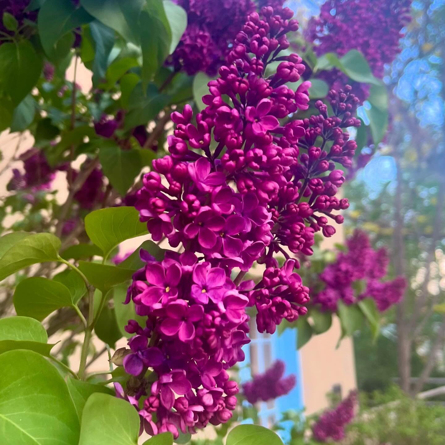 Life. Emerging.✨
&bull;
Like the lilacs in Taos, after a long winter, I can feel myself finally blooming again in these recent days.
&bull;
No words can encompass or express the totality of my experience in the last 6-9 months. So I&rsquo;m not going