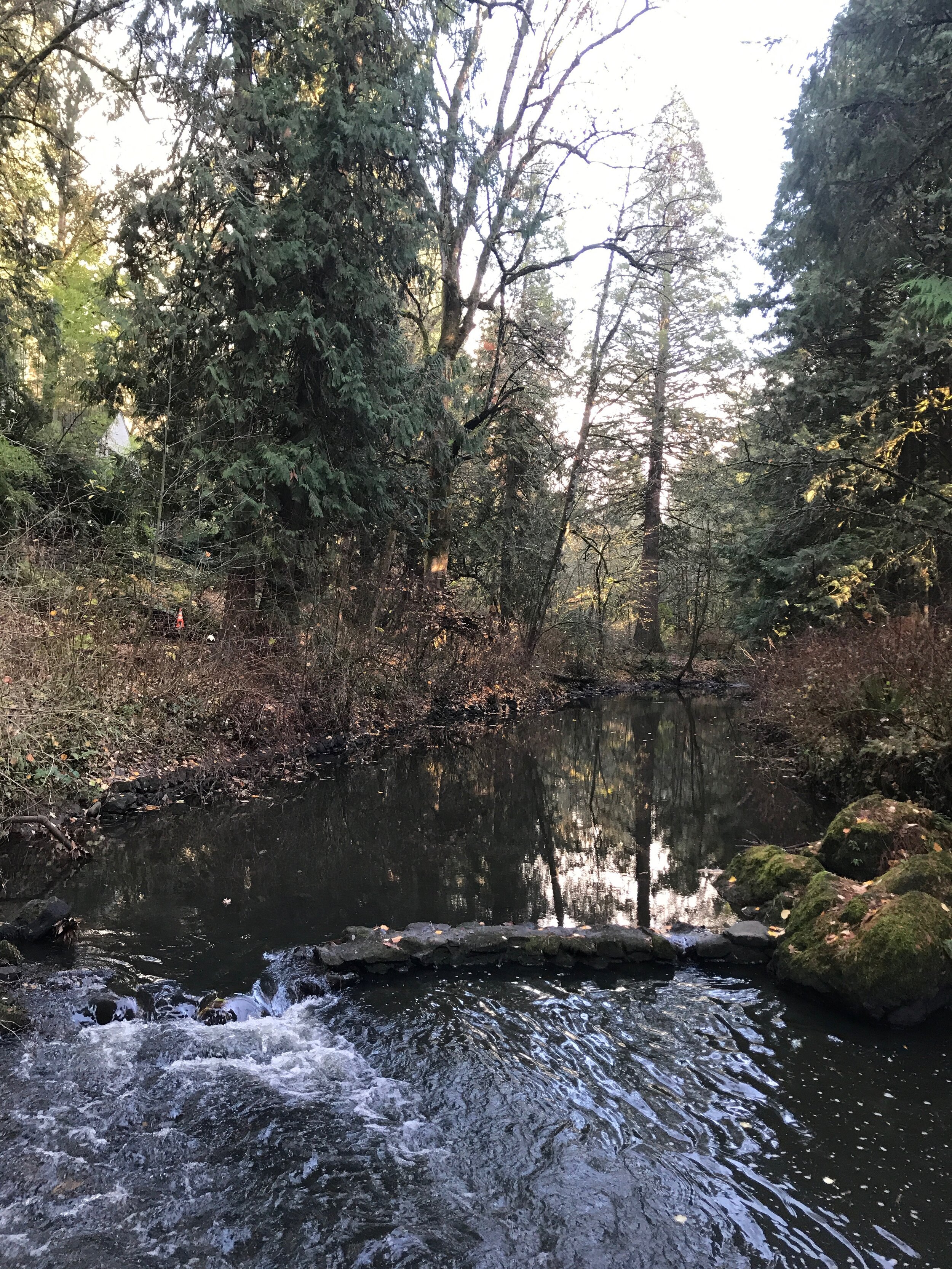 2 - CreekFall w SequoiaDP(1).jpeg