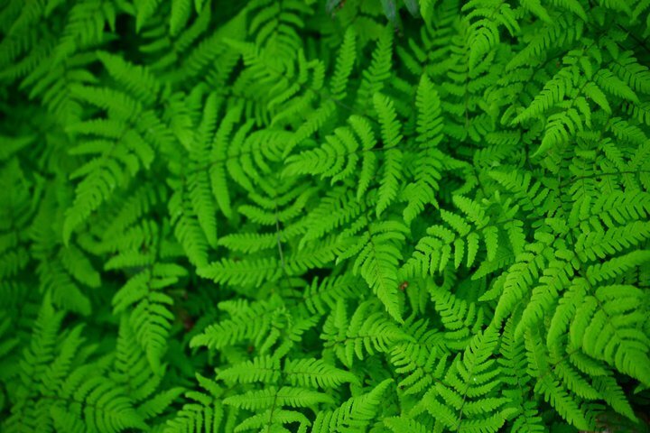 ferns-small ME(1).jpg