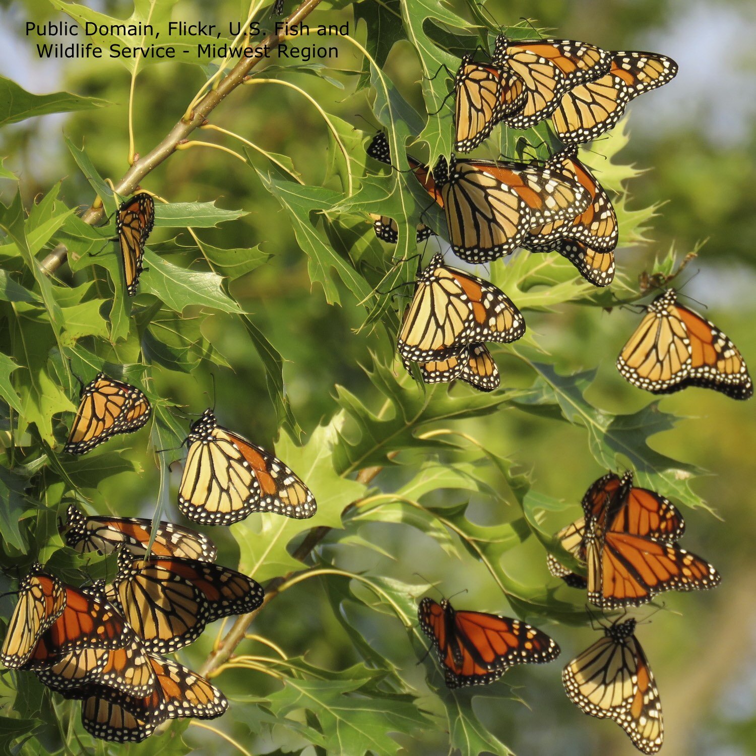 Fig 7. Monarchs roosting.