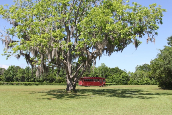 A trolley passing by the tea fields