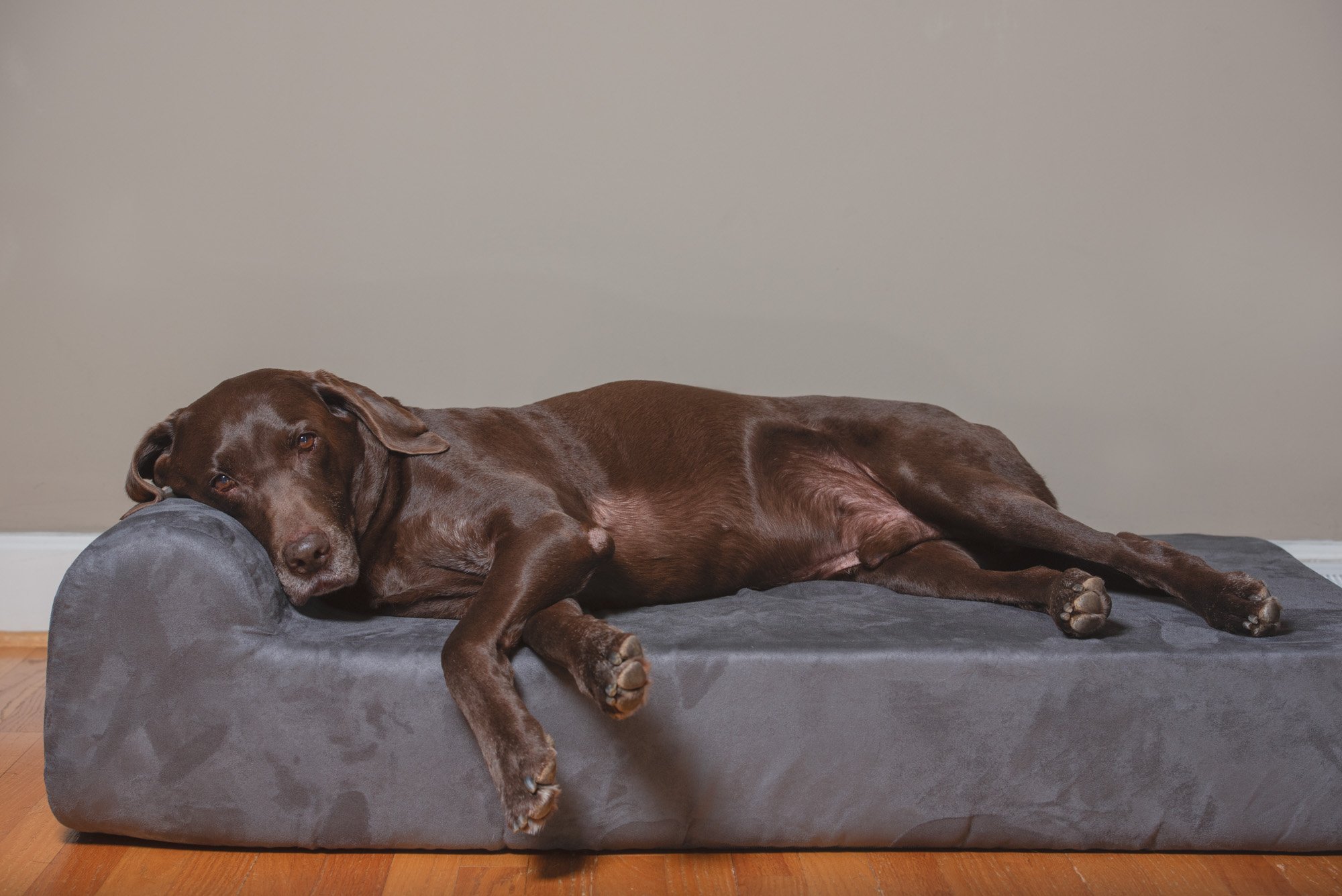 Moose laying on Big Barker XL headrest bed