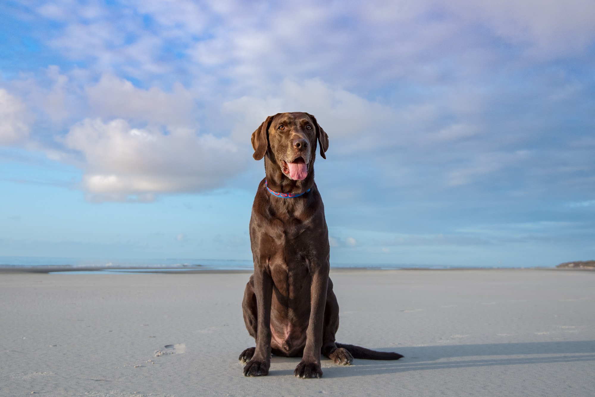 chocolate lab on the beach in Hilton Head SC