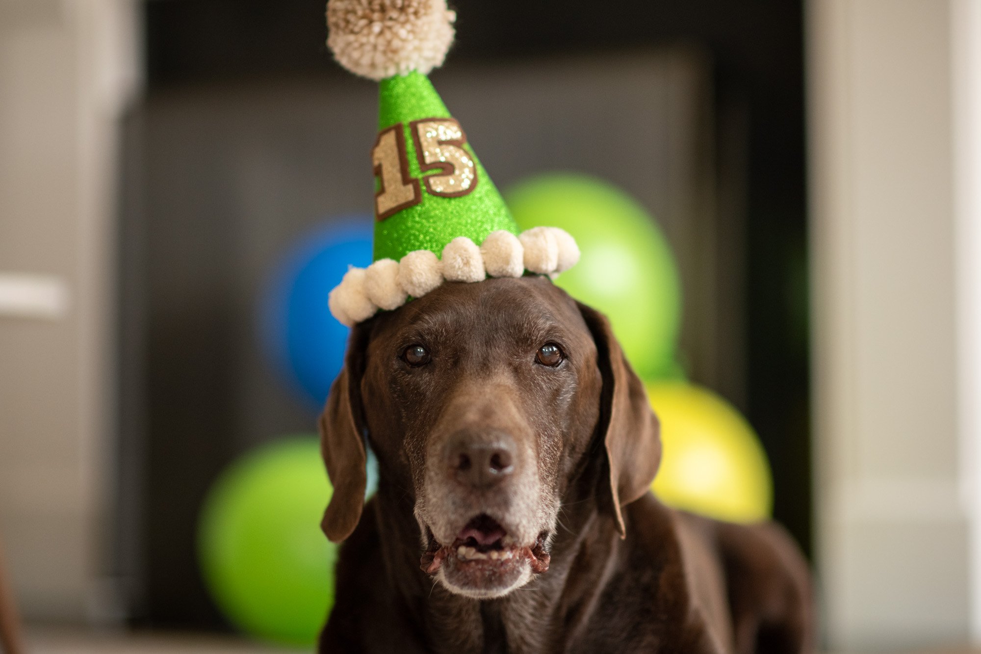 chocolate lab's 15th birthday 