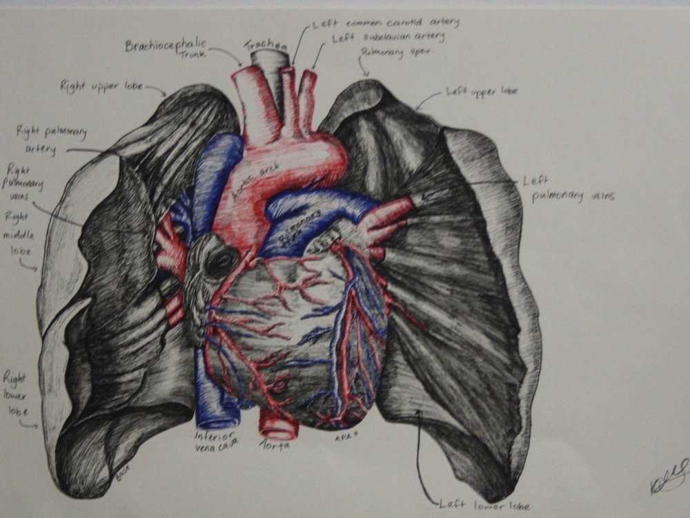 Anatomy Of The Lungs And Heart