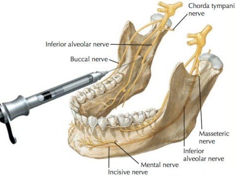 Mental Nerve Distribution