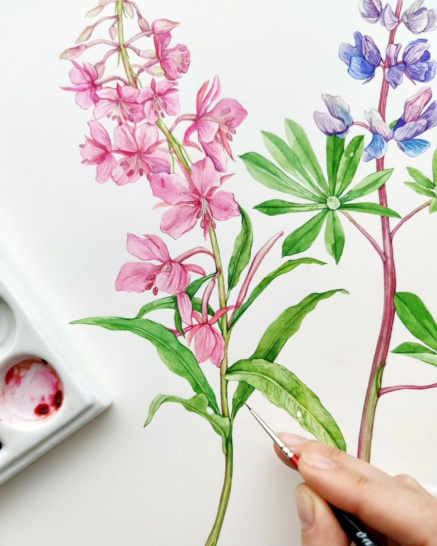 Painting all the wildflowers 💕
.
.
#wildflowerart #watercolorflowers #watercolorbotanical #watercolorpainting #watercolorwildflowers #fireweed #lupine #flowerpaintings #floralillustration