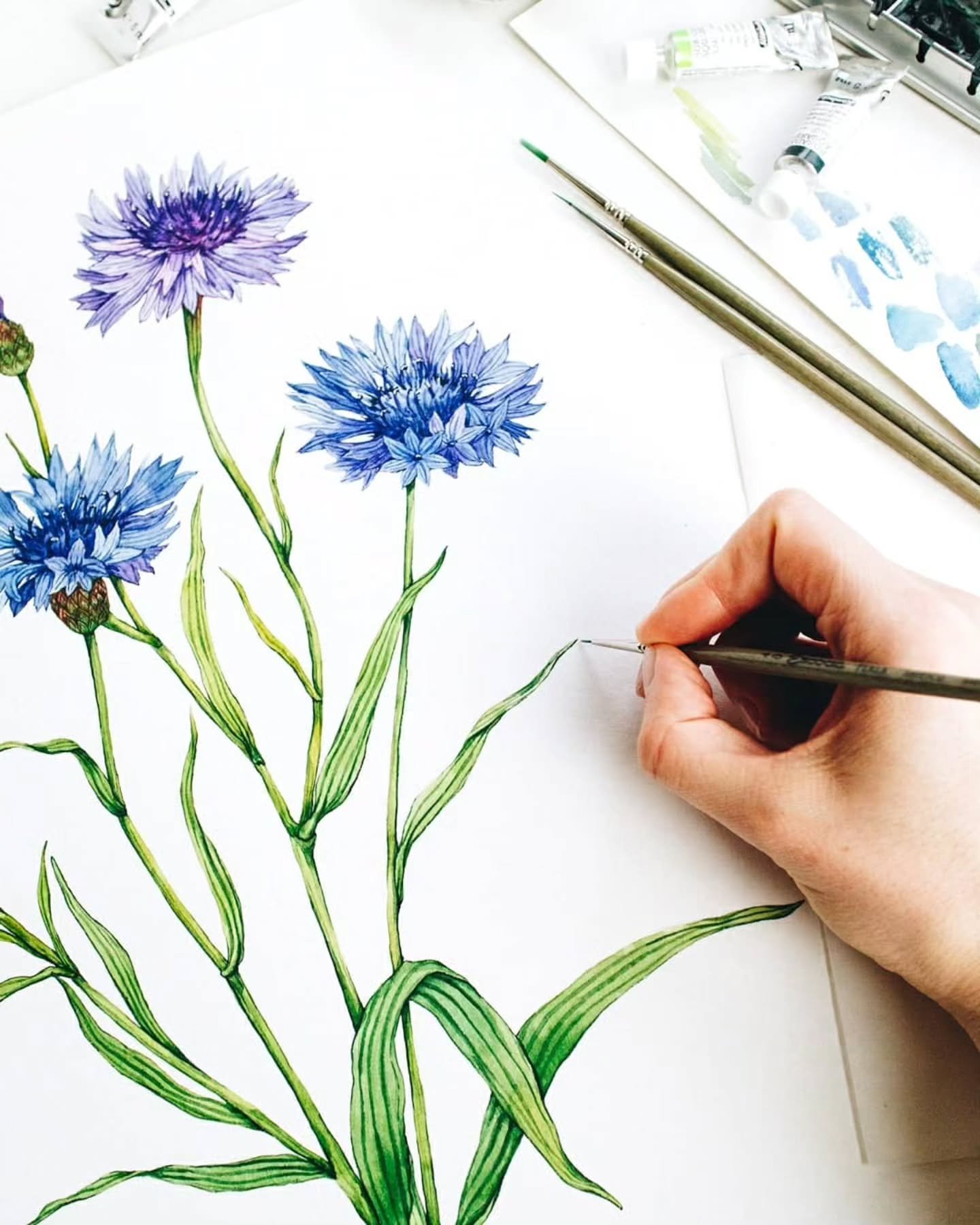 Watercolor Cornflowers 💙 Painted these several years ago, yet it's still one of my favorite flower paintings! 
.
.
#flowerpaintings #watercolorflowers #watercolorbotanical #floralillustration #wildflowerart #watercolorpainting #floralillustration #a