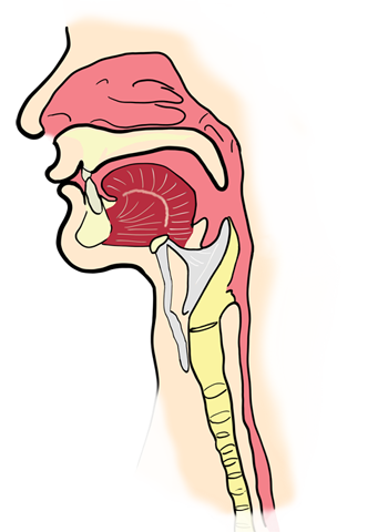 The Upper Aerodigestive Tract: Control of Voice, Speech, Swallowing ...