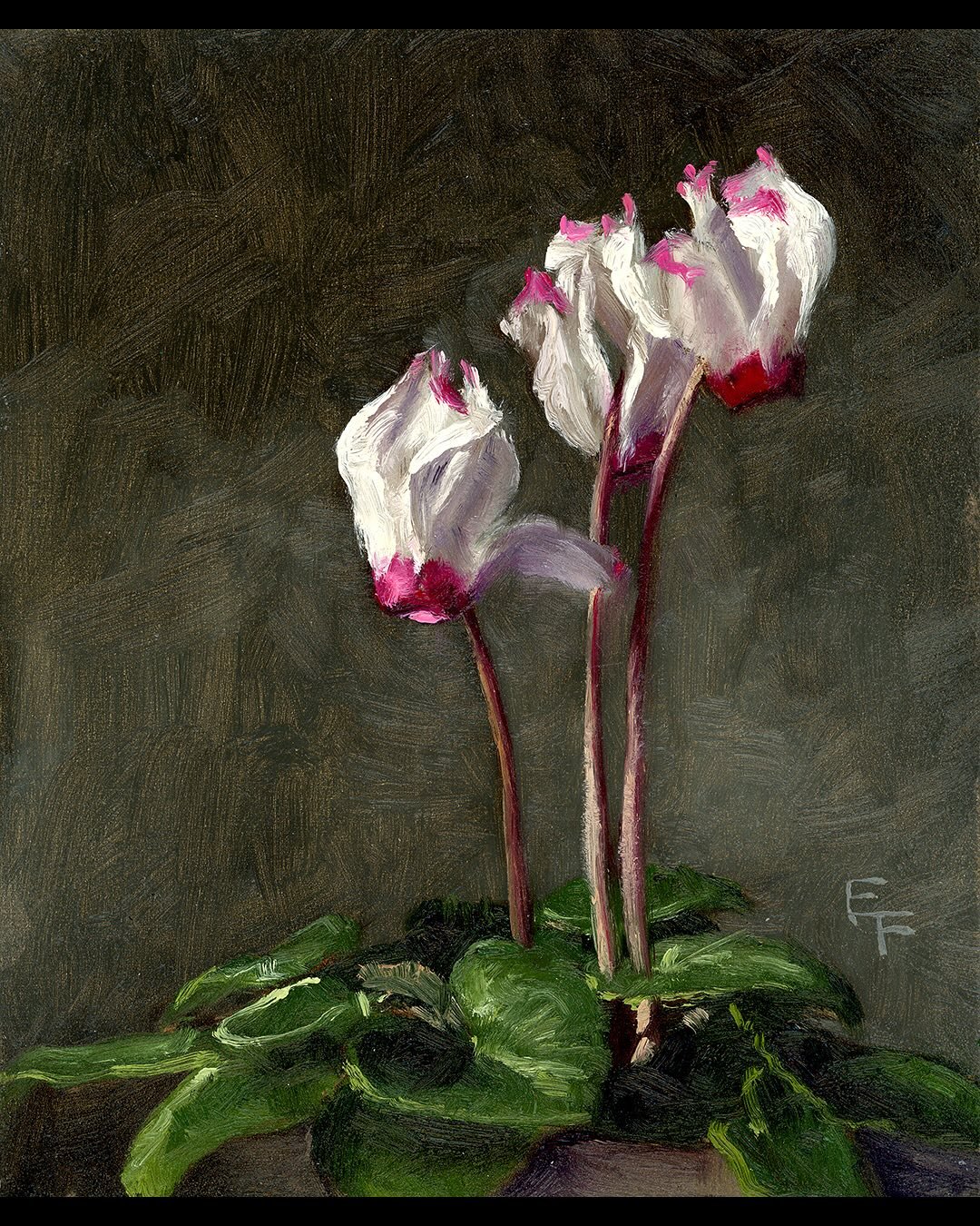 Some new recent works will be available to email subscribers tomorrow morning (Thursday on my website), including this one:⁠
&lsquo;Cyclamen&rsquo;⁠
Oil on Panel⁠
6 x 5 inches⁠
⁠
If you&rsquo;d like to receive early access you can join my email list.