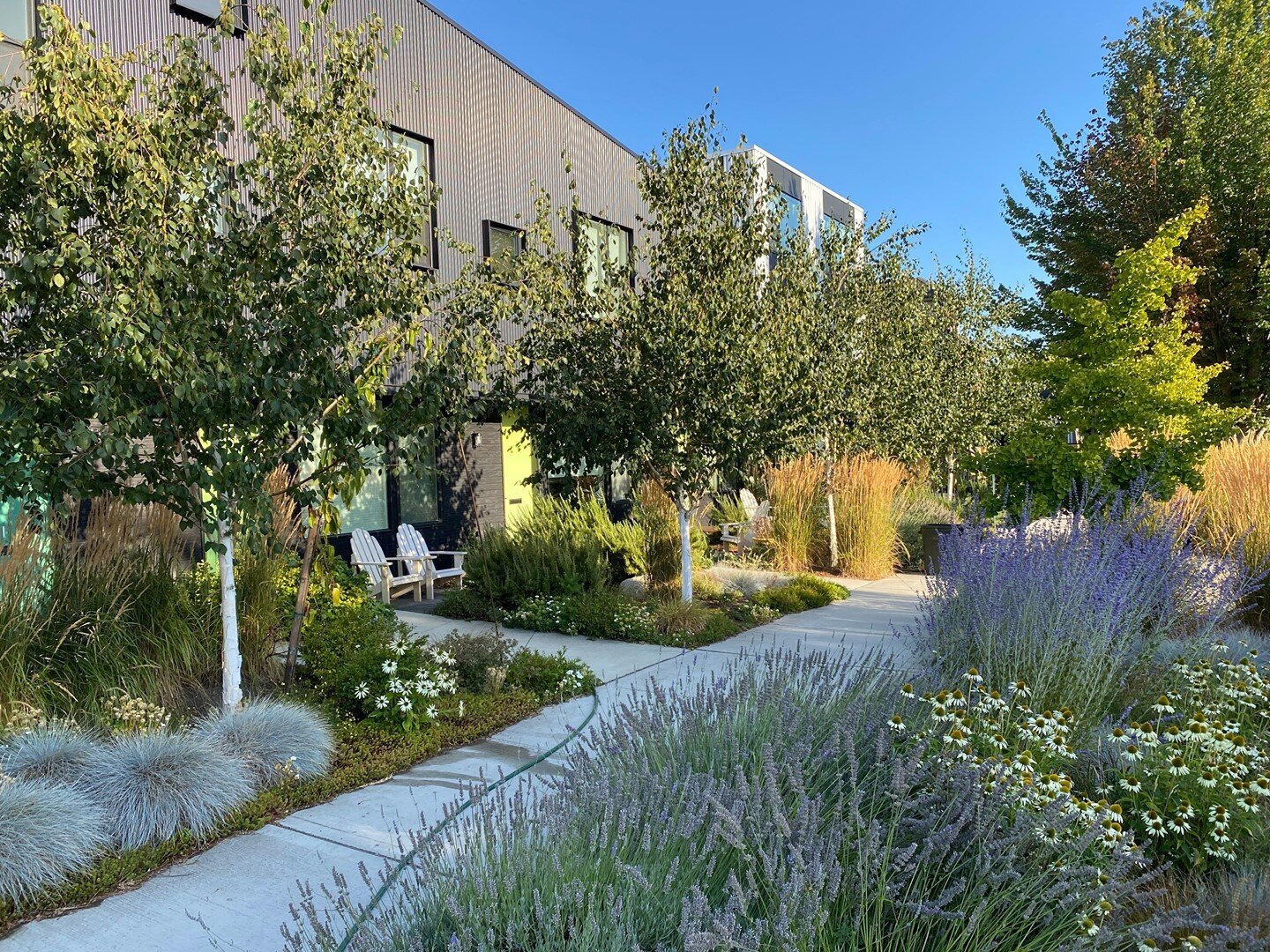 The landscape has grown in a little at Wedgeview with birch trees, lavender, rosemary, mint, heather, hebe, scotch moss, cone flowers, sedges, karl foerster grass, sedum and oregano. ⠀
.⠀
.⠀
.⠀
.⠀
.⠀
.⠀
.⠀
.⠀
.⠀
.⠀
.⠀
#wcstudio #pnwdesign #smalldesig