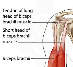 Biceps Muscle Injuries