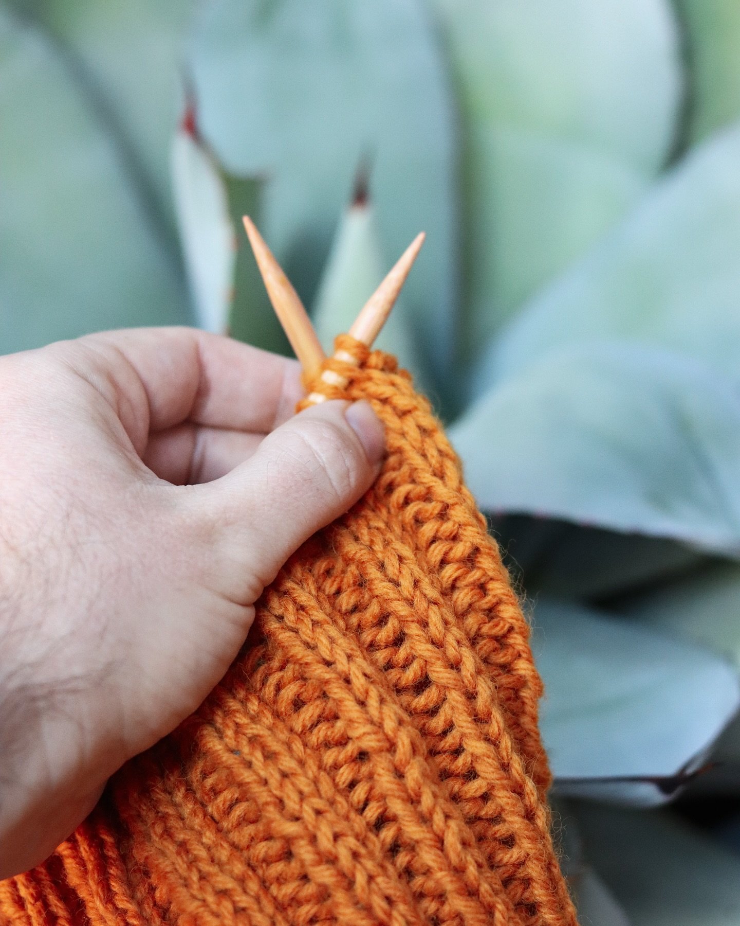 🍊💦 🐑 Tango Cosmos makes the juiciest orange dye on wool! It&rsquo;s been so cozy knitting with this fiery color during this bitterly cold week 🔥.

#naturaldye #cosmossulphureus #tangocosmos #knitting #menwhoknit #dyegarden #handdyedyarn