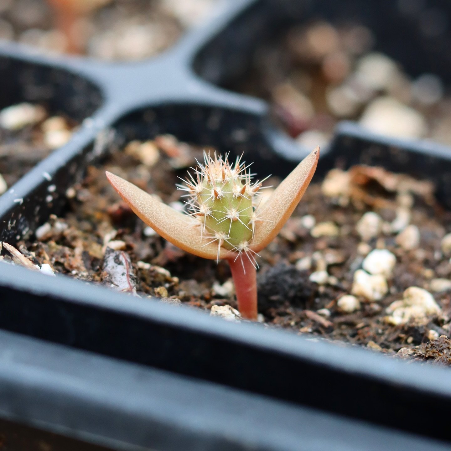 Did you know cacti are dicots? Check out these cute little embryonic leaves on a cactus seedling! 🥹

#Opuntia #PlainsPricklyPear #opuntiamacrorhiza #cacti #cactilove #succulove