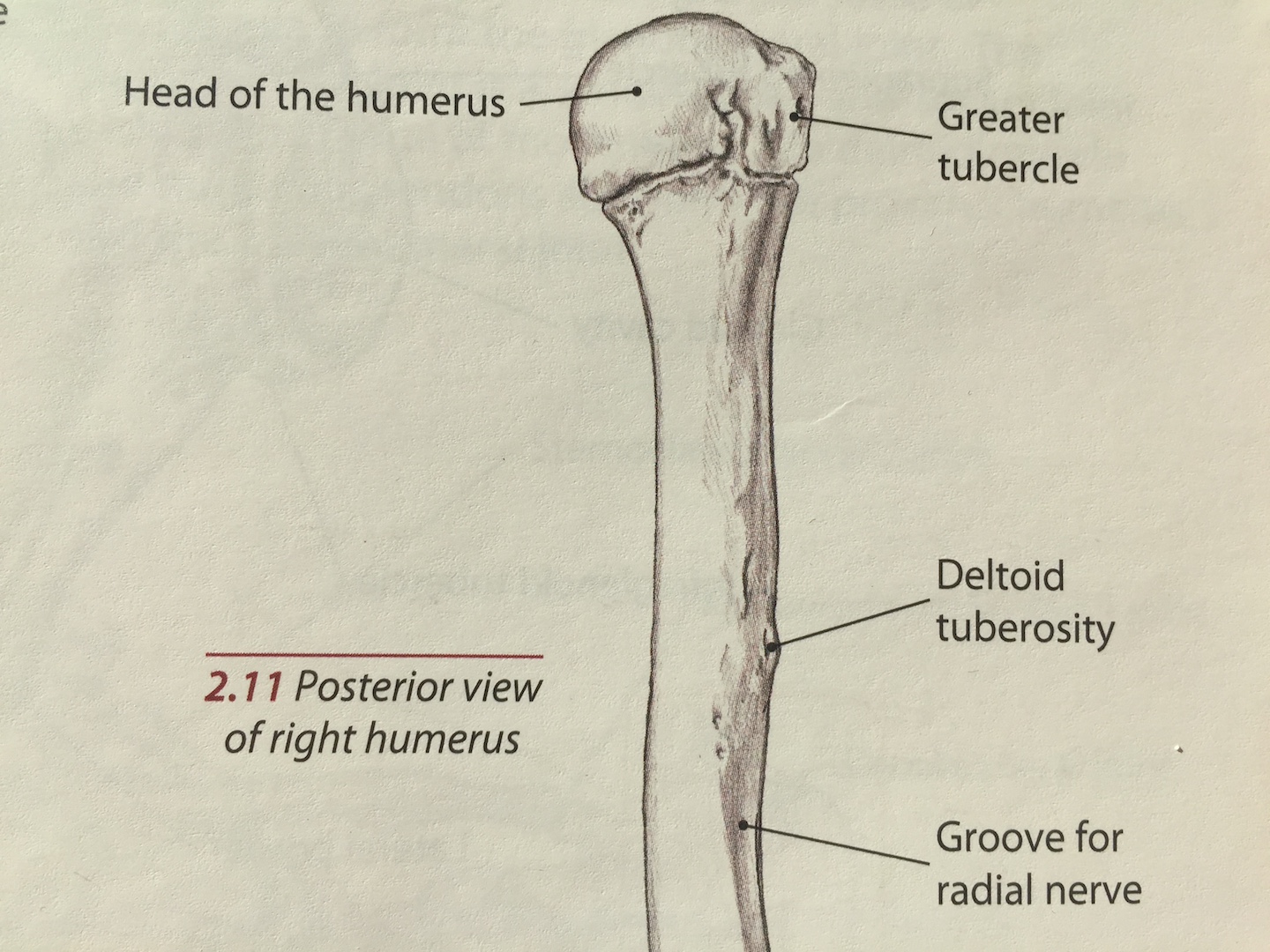 Lesser Tubercle Of Humerus