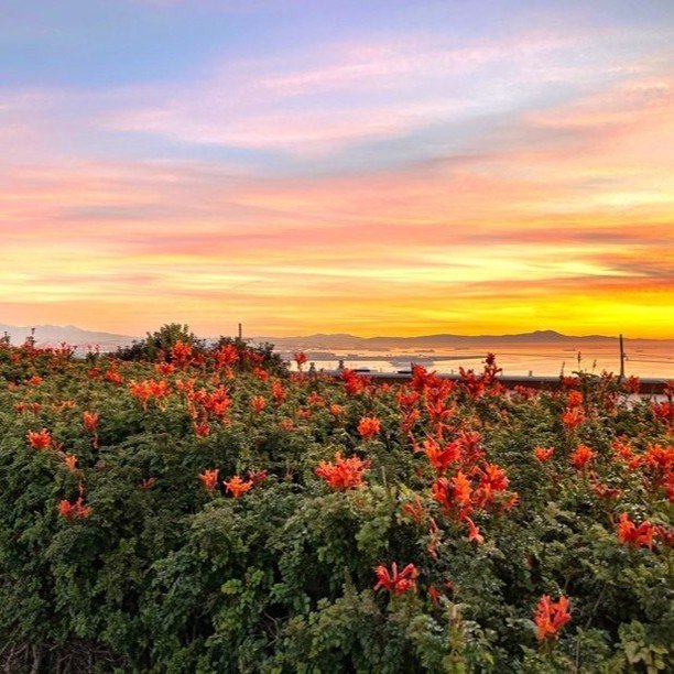 Happy Thanksgiving from Palos Verdes Pulse! One of Our Favorite Images by @dgbrit 
Sign up for YOUR FREE SUBSCRIPTION to Palos Verdes Pulse at 
www.PalosVerdesPulse.com and gift it to your friends as well. #pv#palosverdes#peninsula#rollinghills#estat