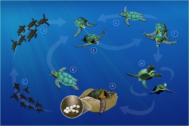 Leatherback Sea Turtle Life Cycle