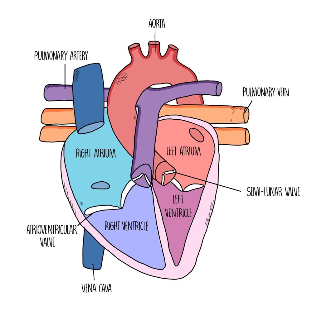 Heart Diagram Labeled Detailed