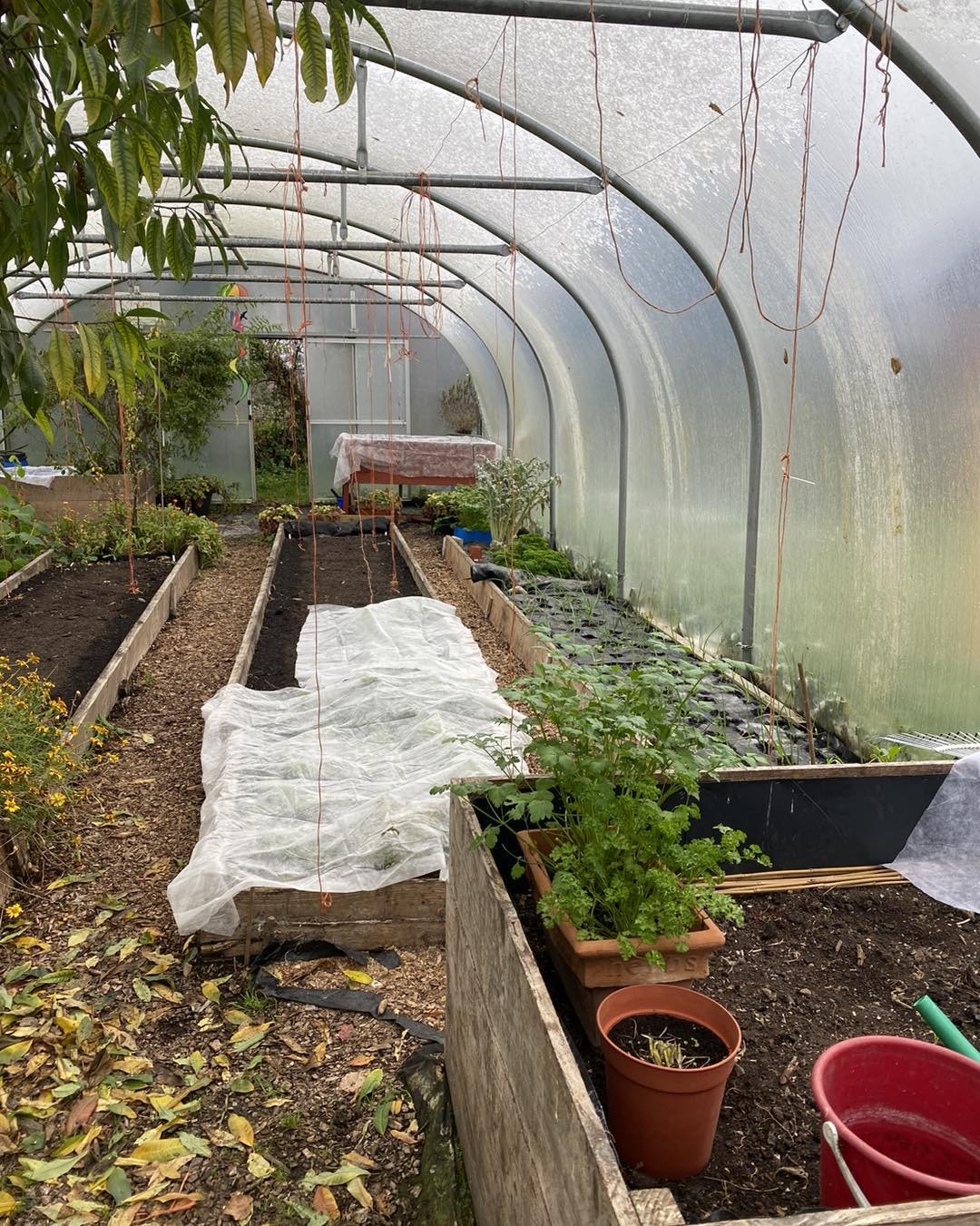 Nicely tugged in, but Tagetes and Nasturtiums still flowering!
@followers