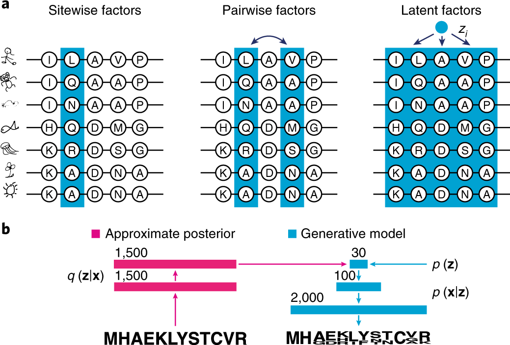 Deep generative models of genetic variation capture the effects of mutations