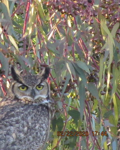 Great Horned Owl