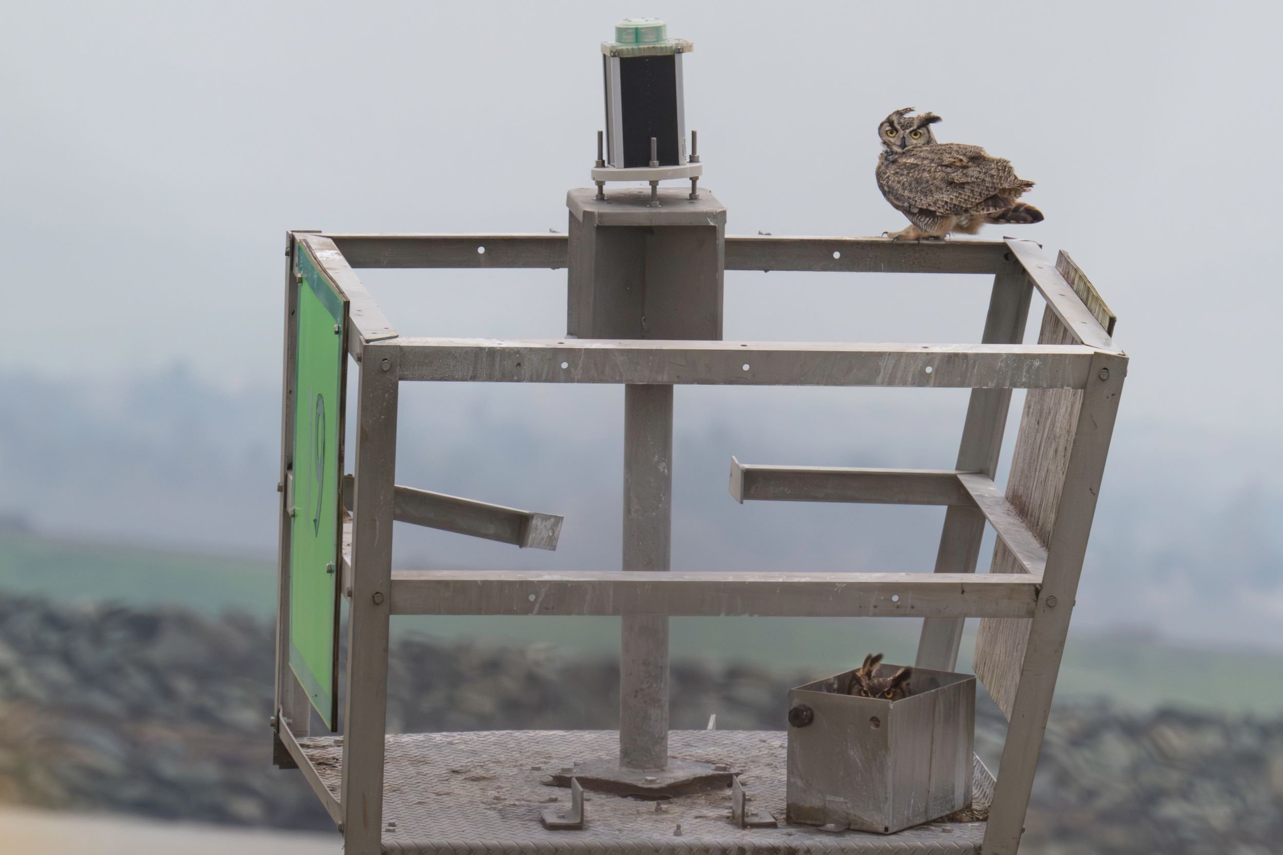 Great Horned Owl Pair