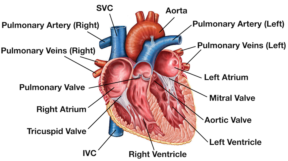 Heart Anatomy Diagram Labeled