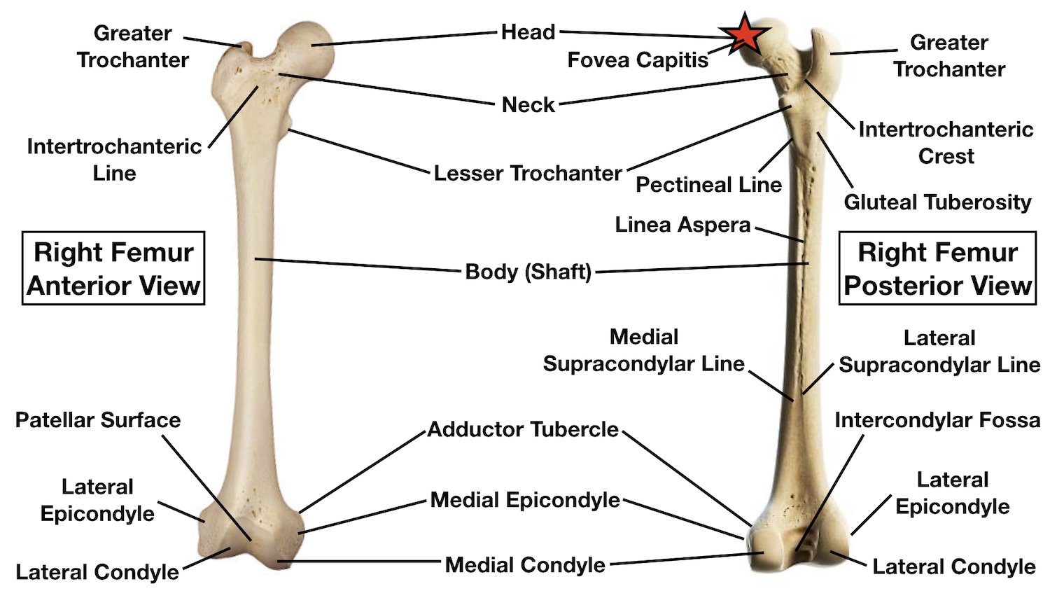 Femur Diagram Unlabeled