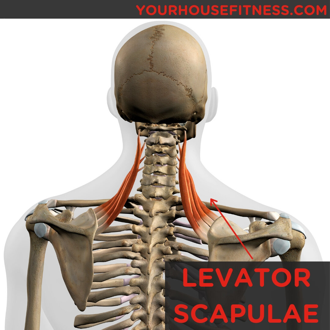 Levator Scapulae Strengthening Exercises