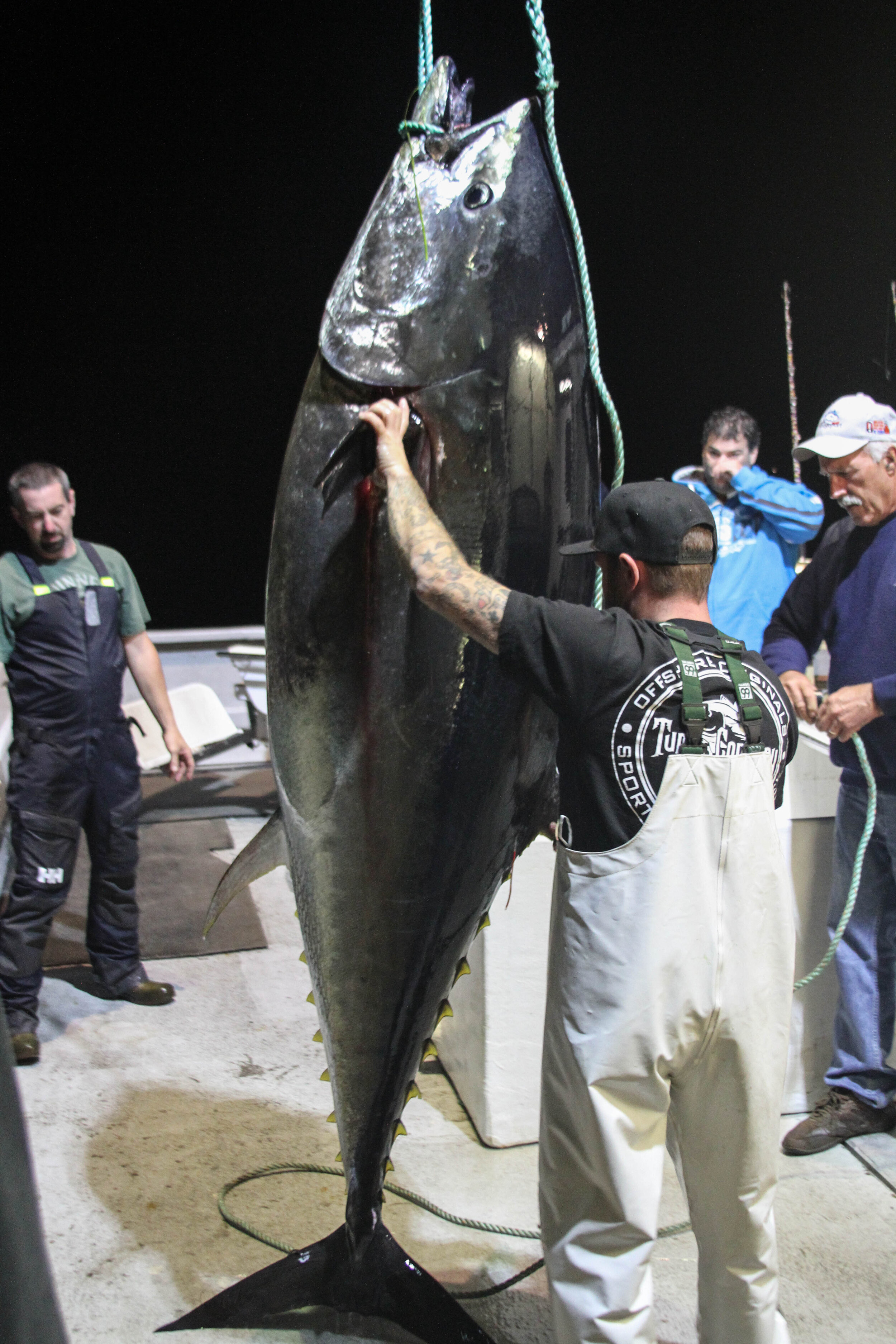 Giant Bluefin Tuna