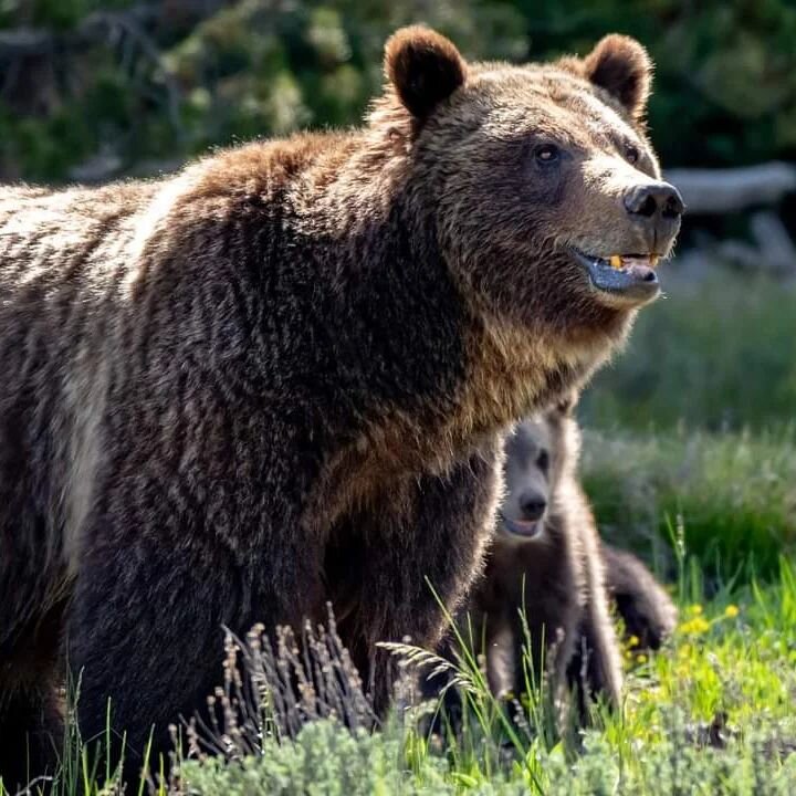 If you follow 399 you have probably heard by now that the Queen of the Tetons lives and has one adorable cub in tow, making her the oldest known Grizzly Bear in the area to have a cub.

I am so excited to be heading to Grand Teton this weekend co-lea