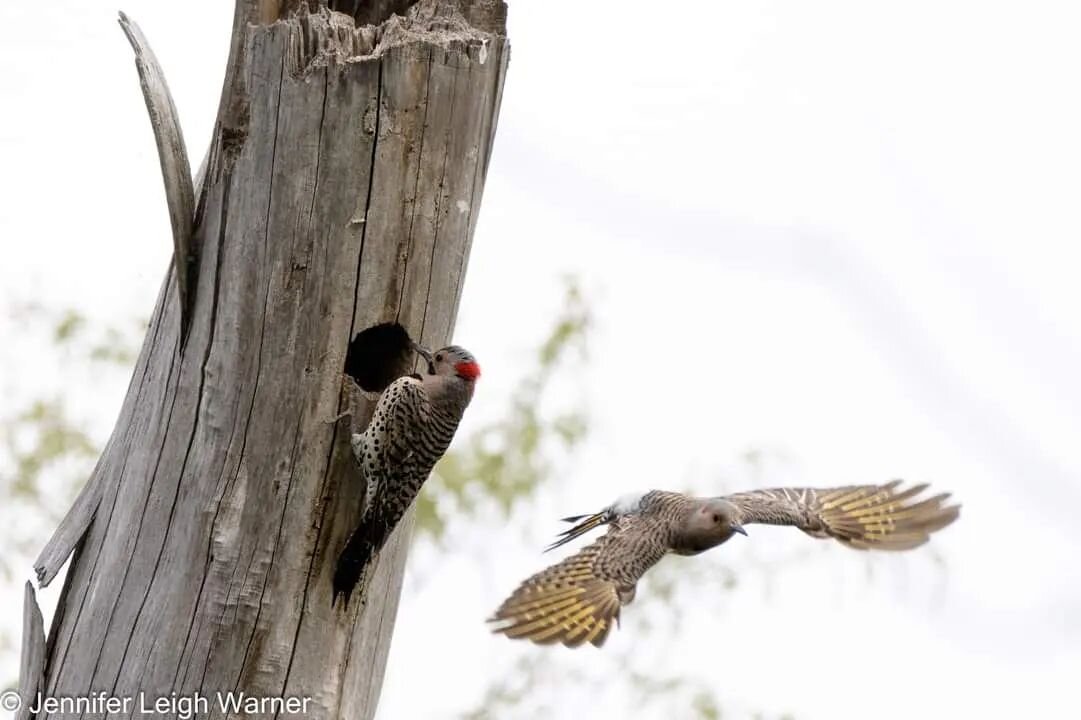 I am so honored to be leading a virtual workshop for the Eastside Audubon Society tonight on How to Photograph Birds in Flight

Join me this Thursday May 18th at 7 PM PT for a workshop hosted by the Eastside Audubon Society where I will be teaching y