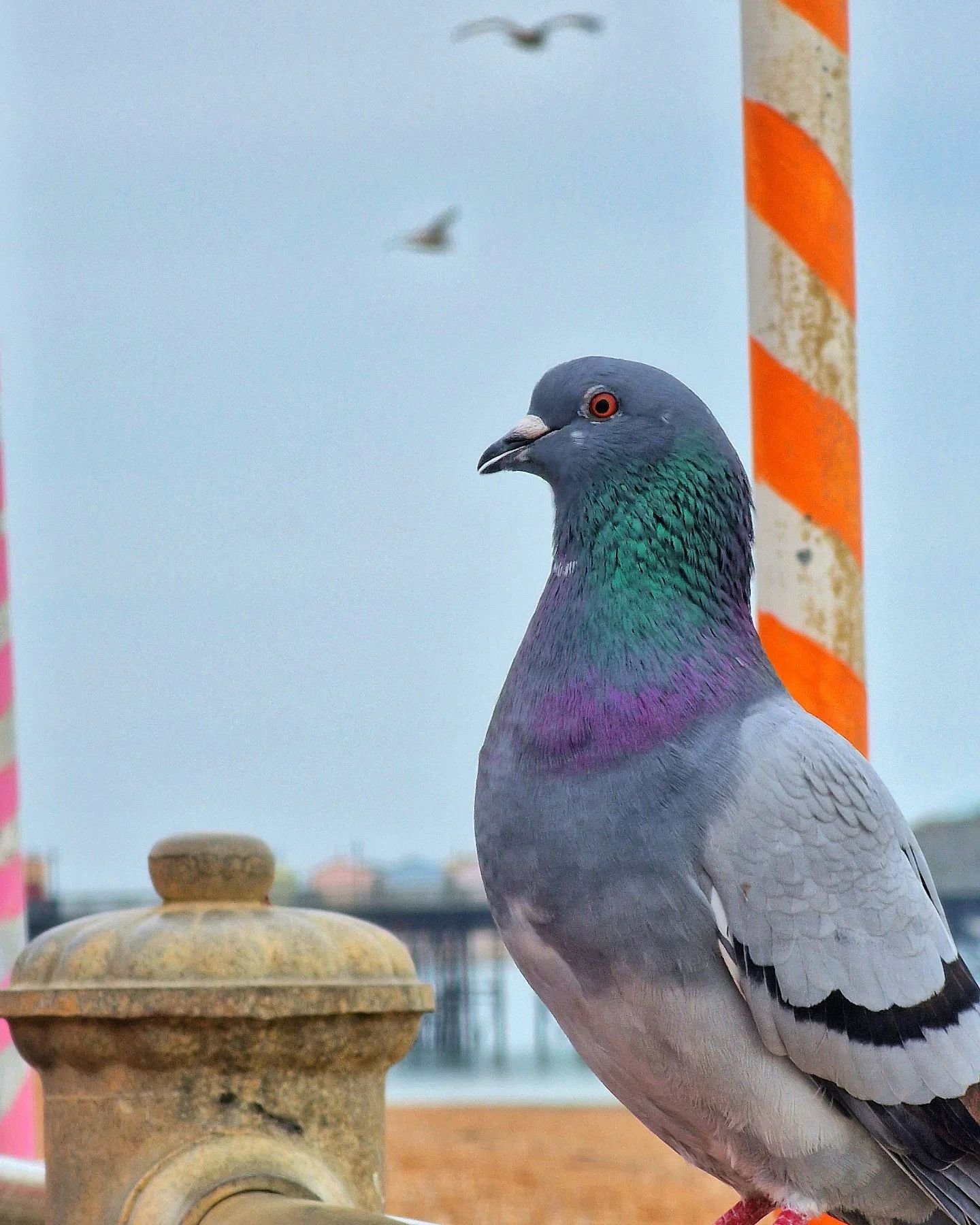 Vibrancy check 🎨 

Mr. Pigeon has kindly asked me to remind you that we are closed tuesday, wednesday, and thursdays (as we're in winter mode)..

..but the main Cafe returns with a new kitchen menu on friday, saturday, and sundays! ✅️

And then coff