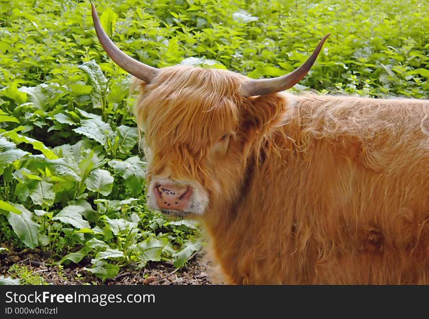 Highland Cow