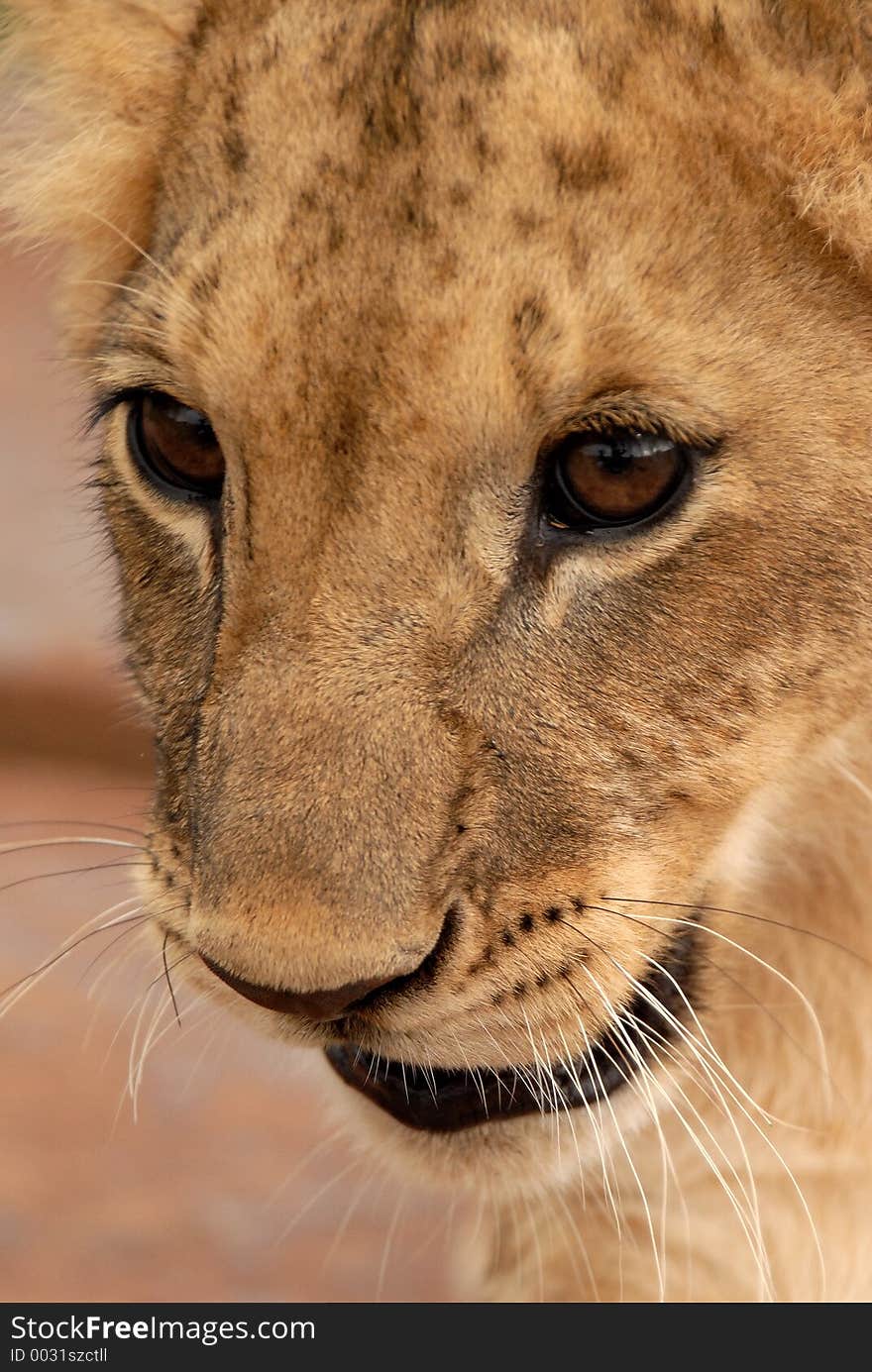 Playful lion cub, South Africa