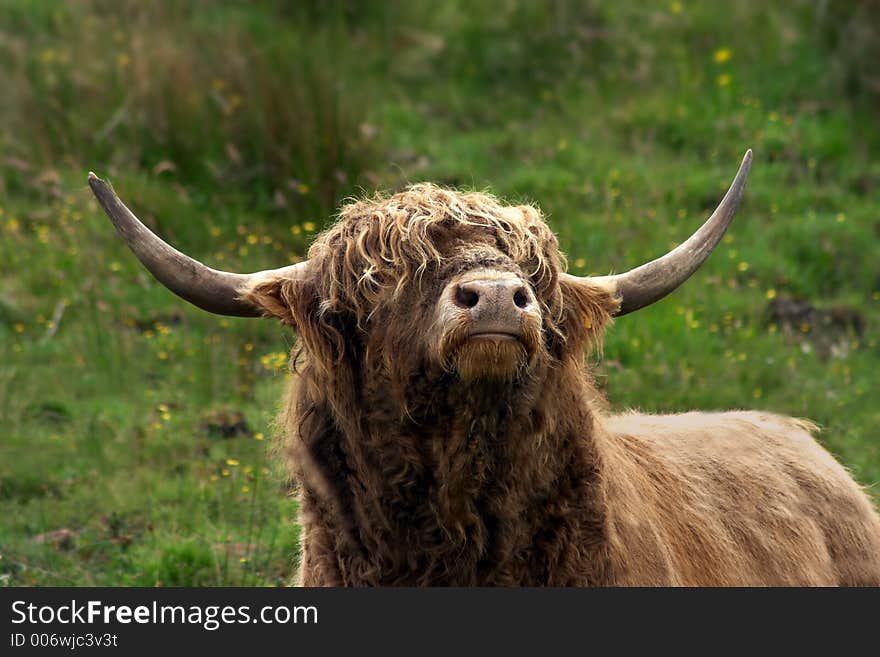 Highland bull