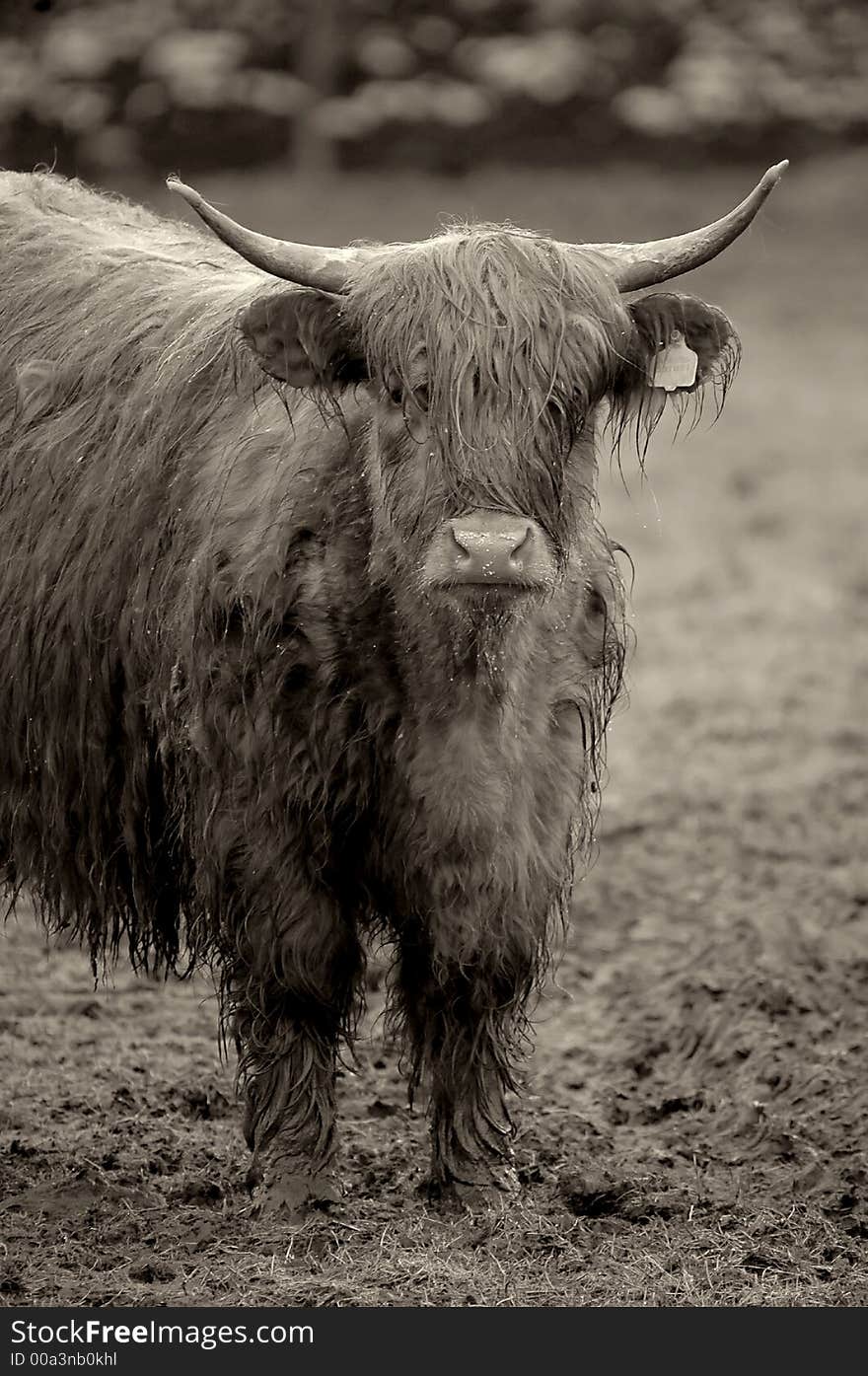 Highland cow