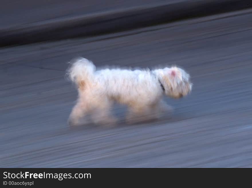 White hairy dog on his way home