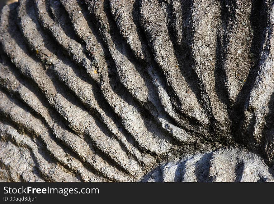 Structure of a fossilized ammonite