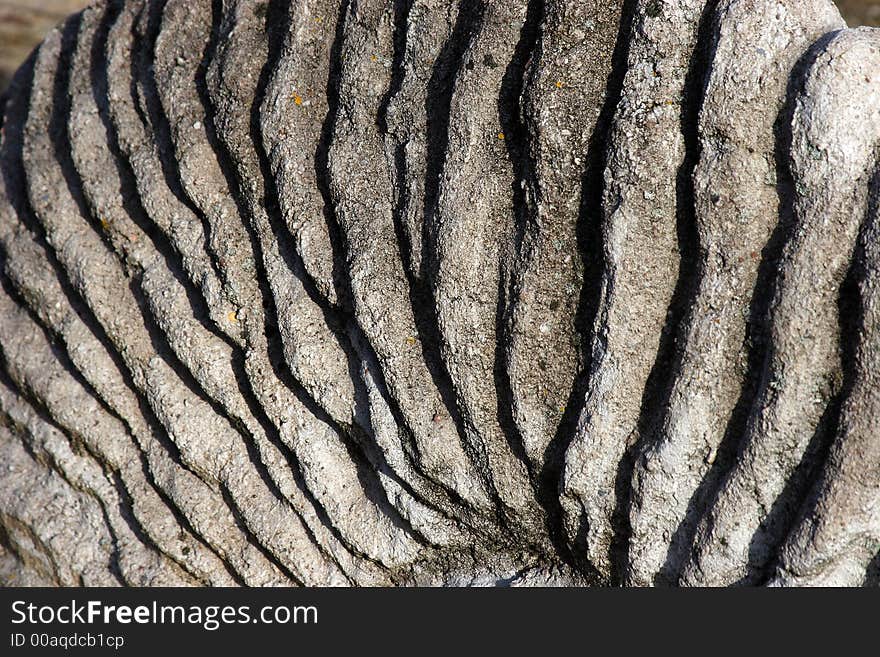 Structure of a fossilized ammonite