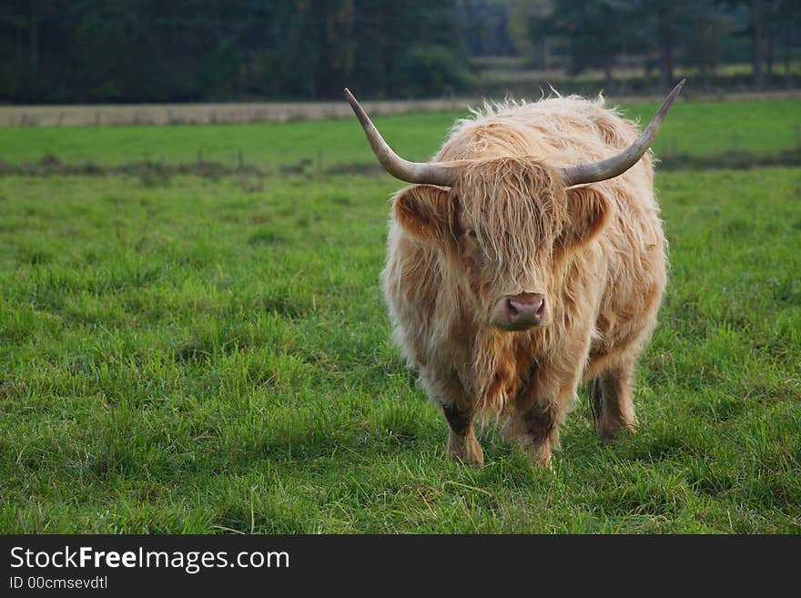 Highland Cattle