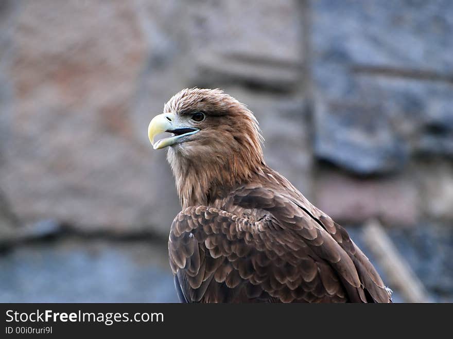 The muzzle of eagle close-up