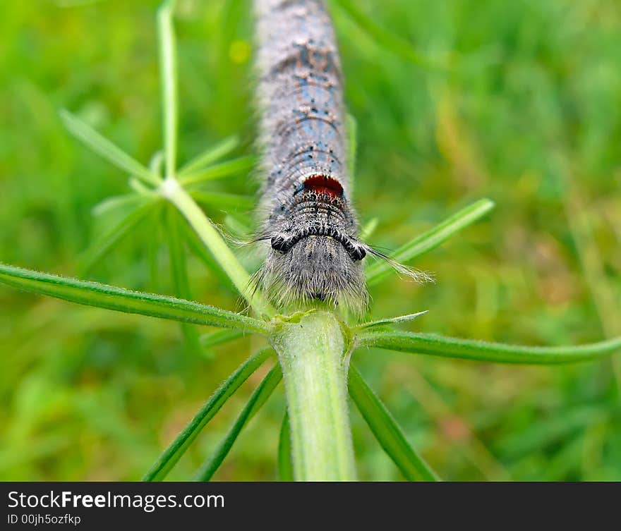 Close-up of Caterpillar 1