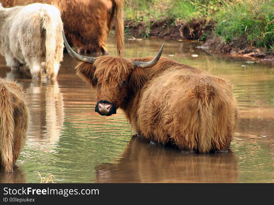 Highland cow