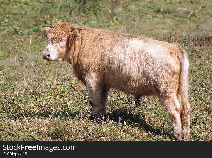 Highland cow